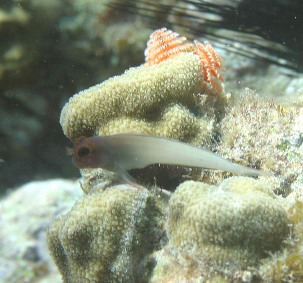 Blennies - Redlip Blenny