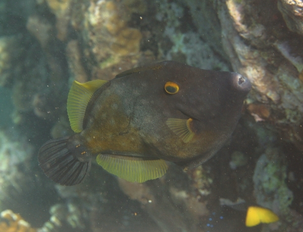 Filefish - Whitespotted Filefish