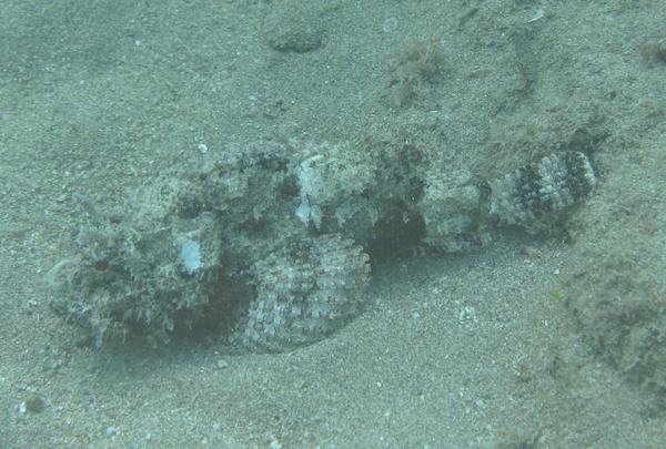 Scorpionfish - Spotted Scorpionfish