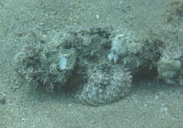 Scorpionfish - Spotted Scorpionfish