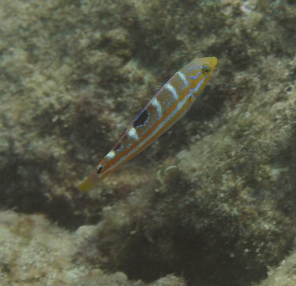 Wrasse - Puddingwife