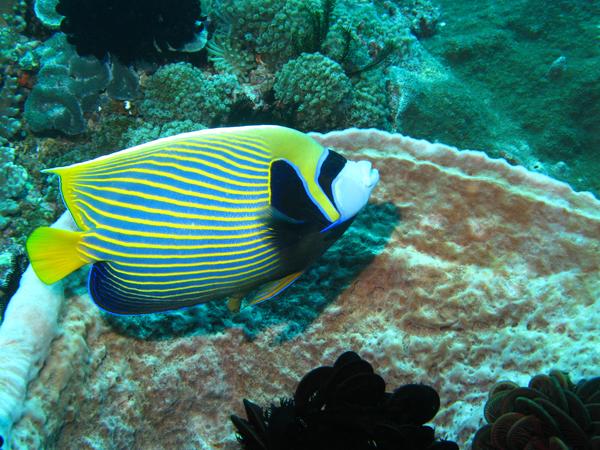 Angelfish - Emperor Angelfish