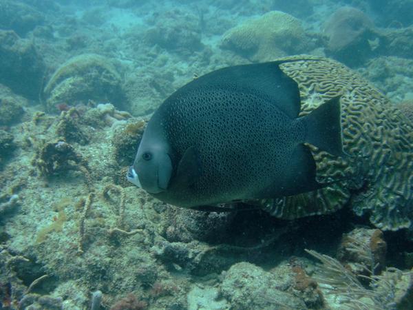 Angelfish - Gray Angelfish