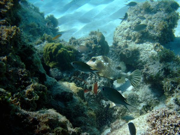 Trunkfish - Spotted Trunkfish