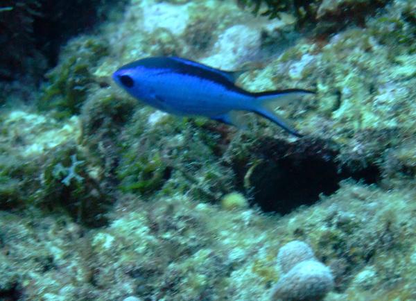 Damselfish - Blue Chromis