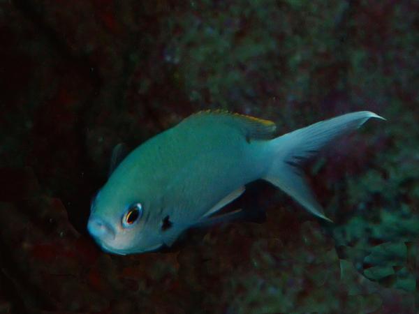 Damselfish - Brown Chromis