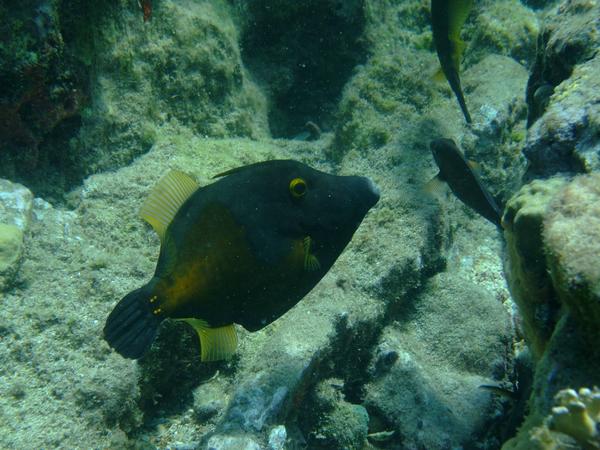 Filefish - Whitespotted Filefish