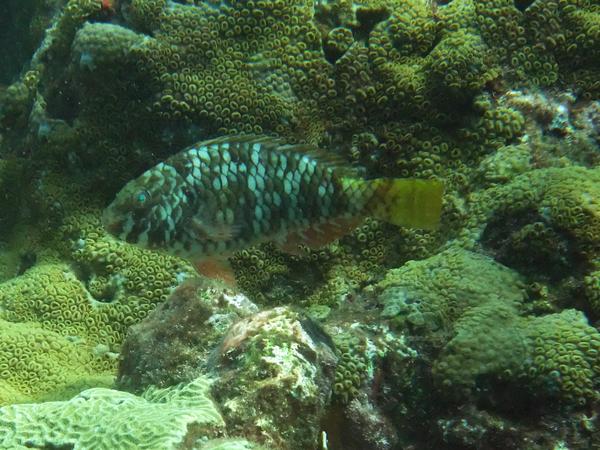 Stoplight Parrotfish - Sparisoma viride