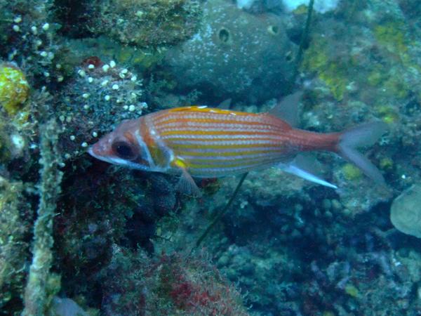 Squirrelfish - Longjaw Squirrelfish