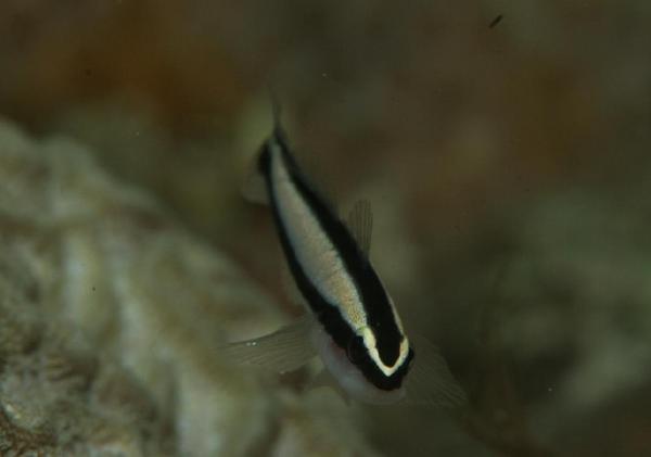 Gobies - Sharknose Goby