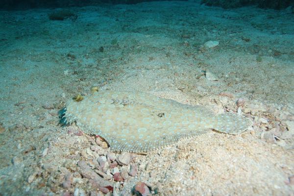 Flounders - Plate Flounder