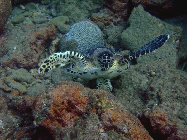 Turtle - Hawksbill Turtle