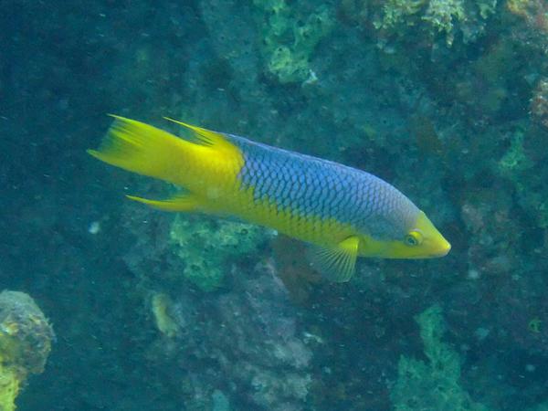 Hogfish - Spanish Hogfish