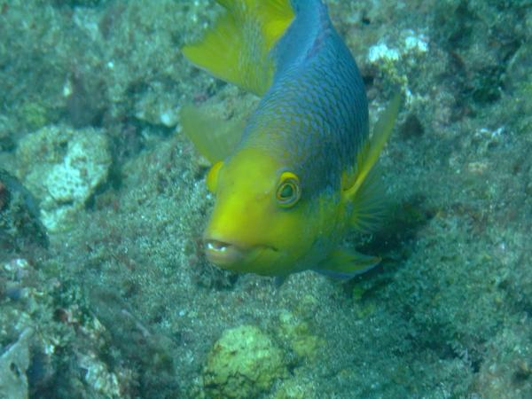 Hogfish - Spanish Hogfish