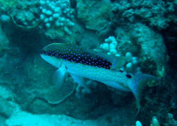 Groupers - Lunartail Grouper Groupers - Lunartail Grouper