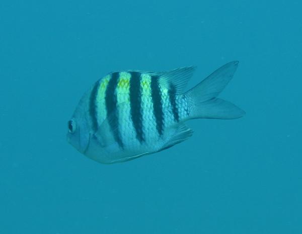 Damselfish - Sergeant Major