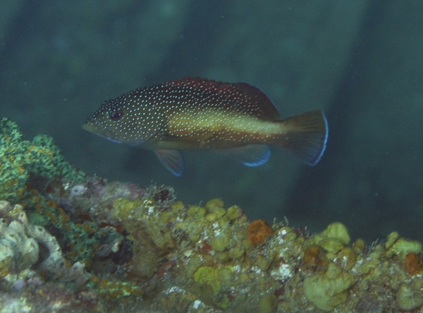 Groupers - Coney