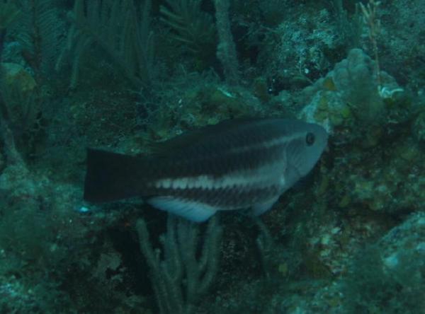 Parrotfish - Queen Parrotfish