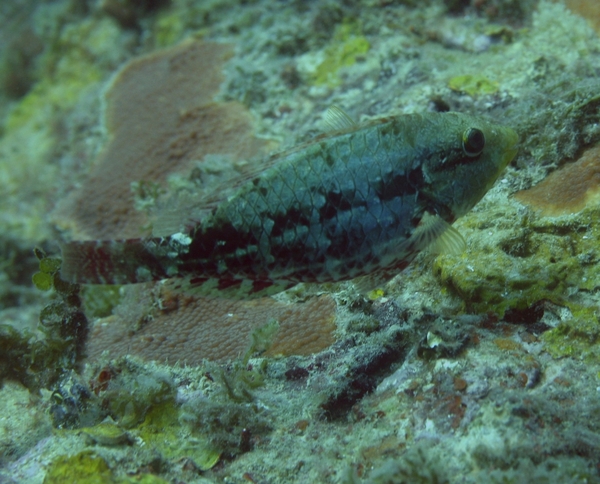 Redband Parrotfish - Sparisoma aurofrenatum