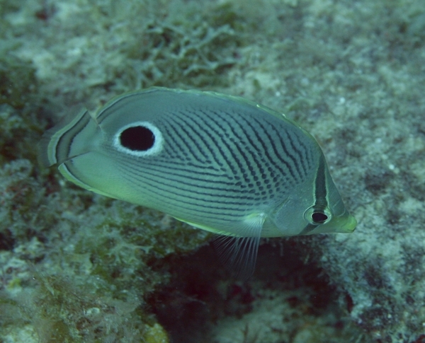 Butterflyfish - Foureye Butterflyfish