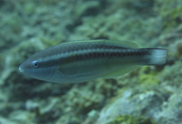 Parrotfish - Princess Parrotfish