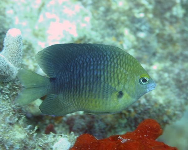 Damselfish - Threespot Damselfish