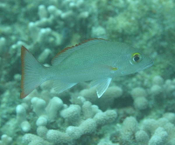 Snappers - Mahogany Snapper