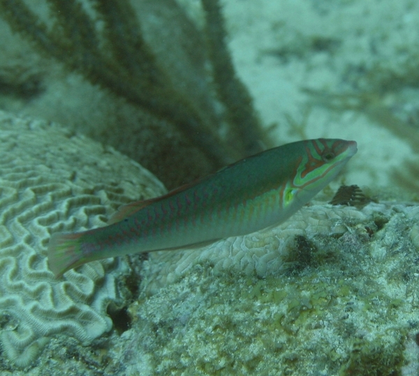 Clown Wrasse - Halichoeres maculipina