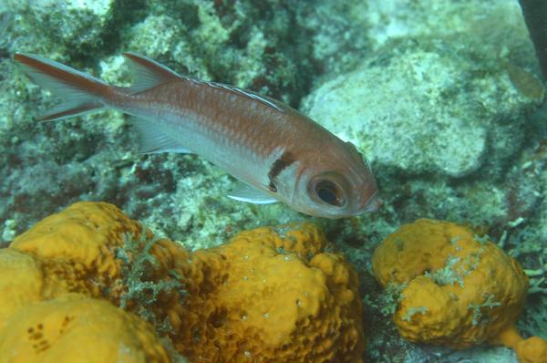 Squirrelfish - Blackbar Soldierfish