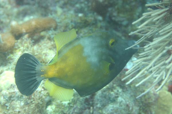 Filefish - Whitespotted Filefish