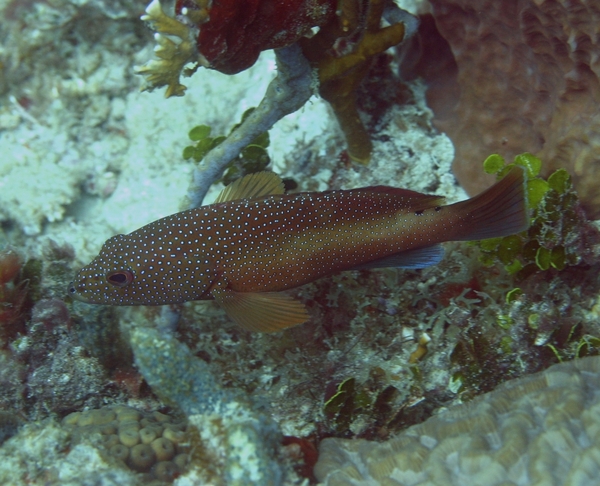 Groupers - Coney