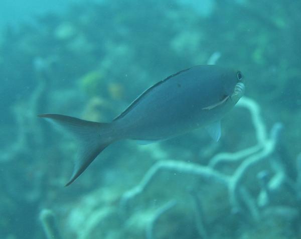 Seabasses - Creolefish