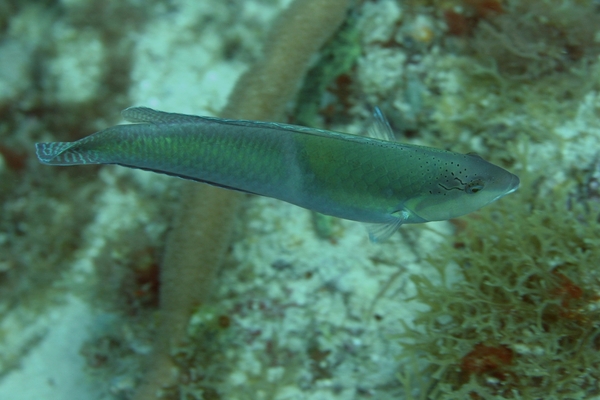 Wrasse - Yellowhead Wrasse