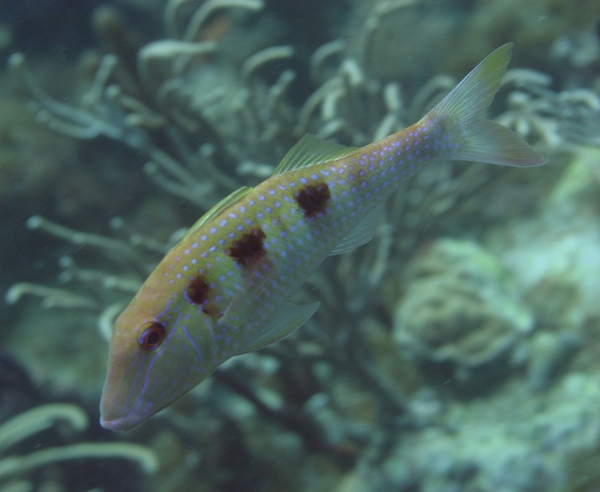 Goatfish - Spotted Goatfish