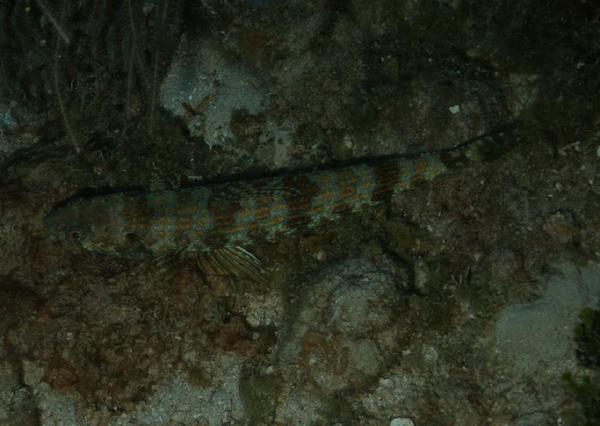 Lizardfish - Sand Diver