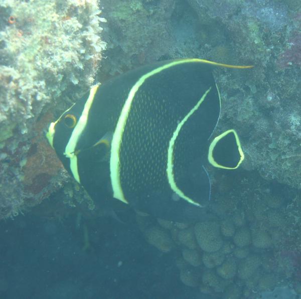 Angelfish - French Angelfish