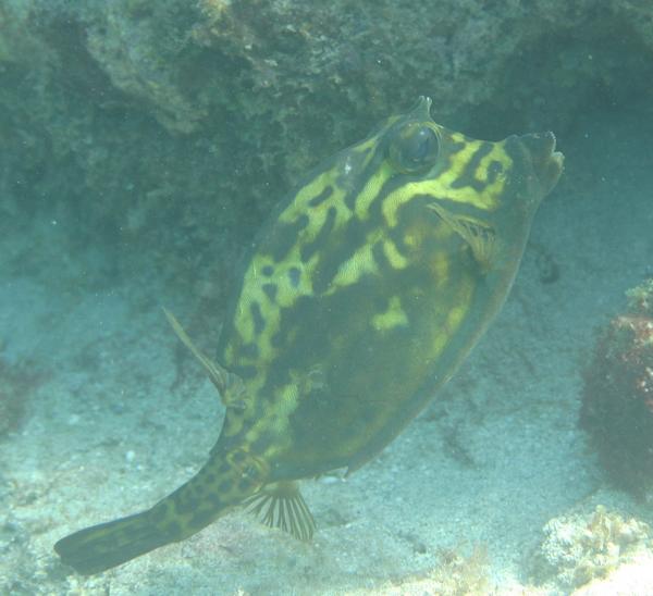 Trunkfish - Scrawled Cowfish