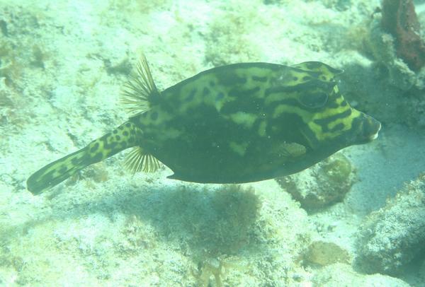 Trunkfish - Scrawled Cowfish