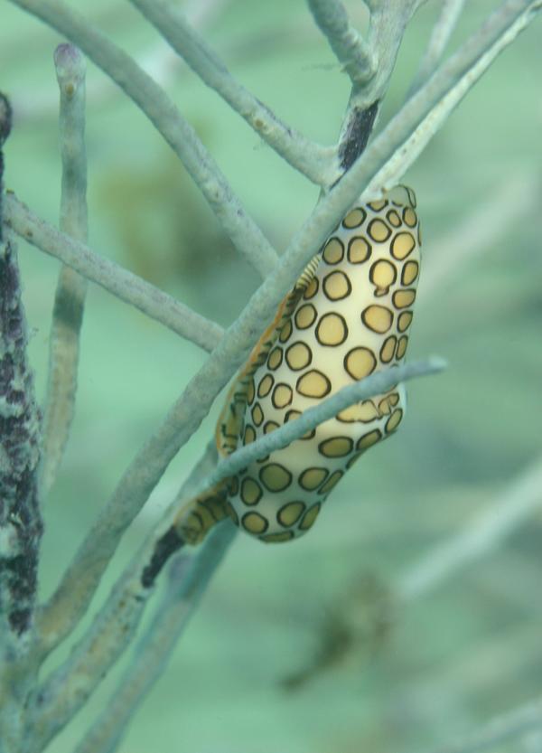 Nudibranches - Flamingo Tongue