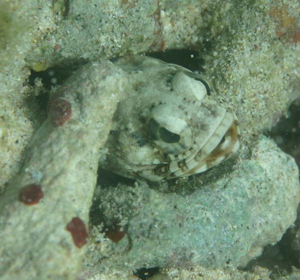 Jawfish - Banded Jawfish