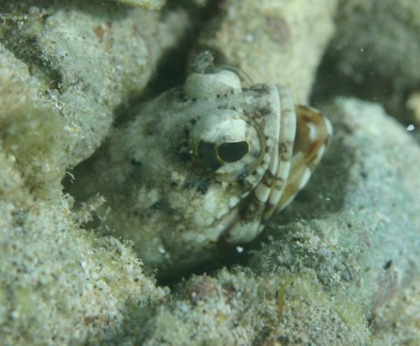 Jawfish - Banded Jawfish