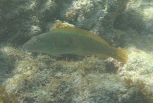 Wrasse - Blackear Wrasse