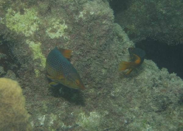 Hogfish - Spanish Hogfish Hogfish - Spanish Hogfish
