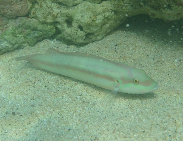 Wrasse - Slippery Dick Wrasse - Slippery Dick