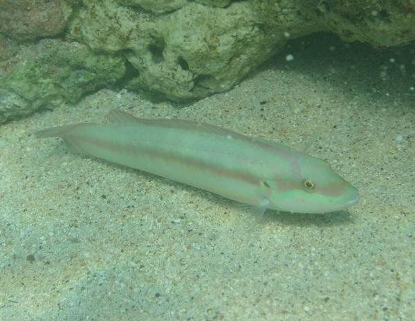 Wrasse - Slippery Dick