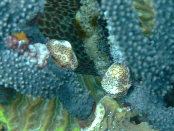 Nudibranches - Flamingo Tongue