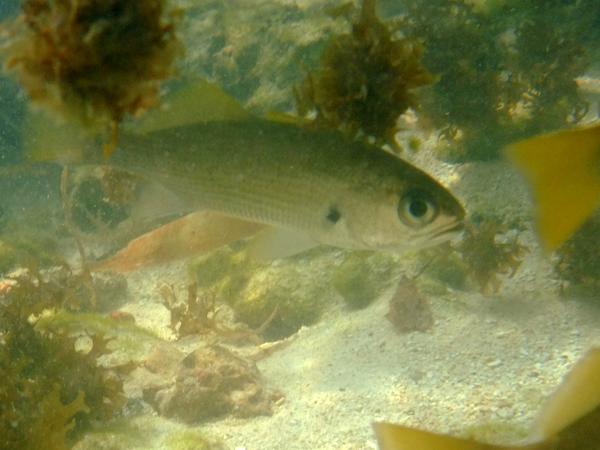 Drums - Reef Croaker