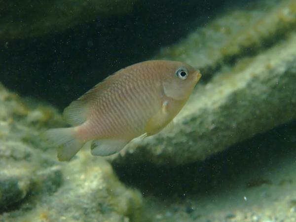 Damselfish - Bicolor Damselfish