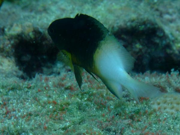 Damselfish - Bicolor Damselfish