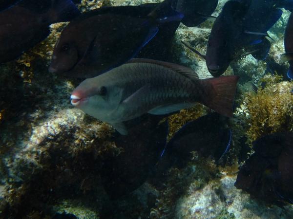 Queen Parrotfish - Scarus vetula